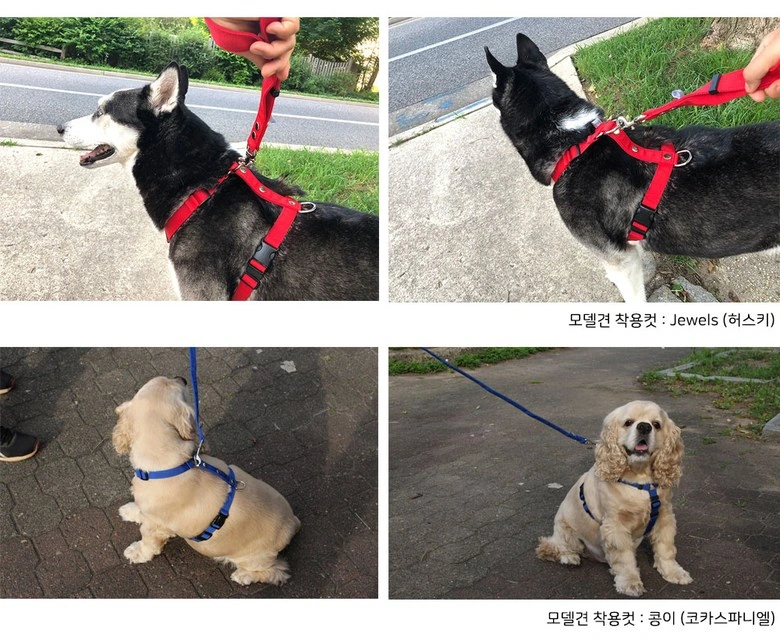 经典H型宠物胸背：户外照片：以四格统一不同姿态