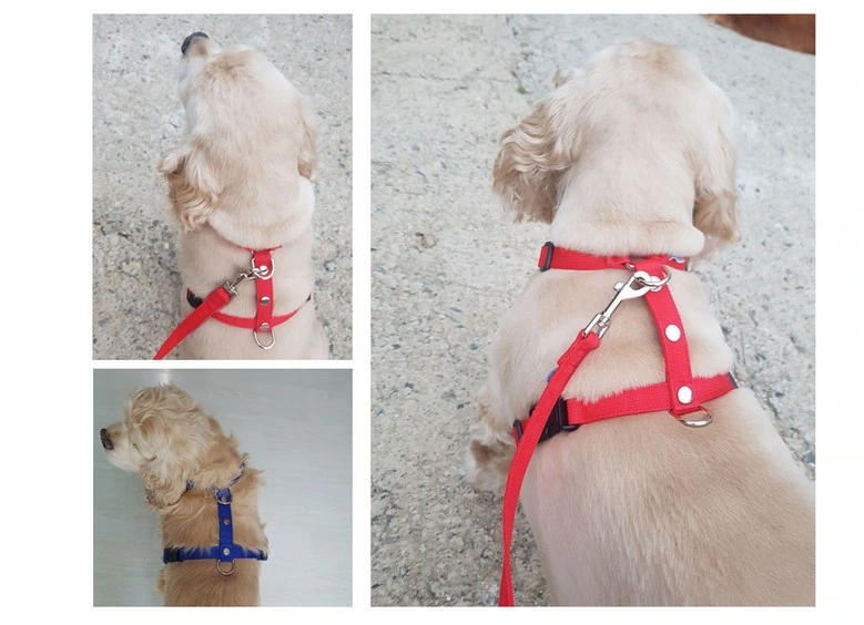 经典H型宠物胸背：浅色犬只近景：强调织带线路